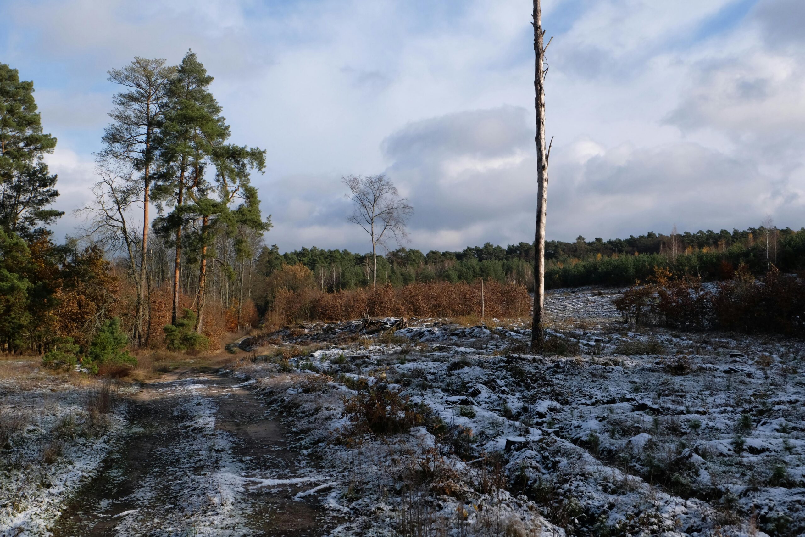 Forest land acquisition