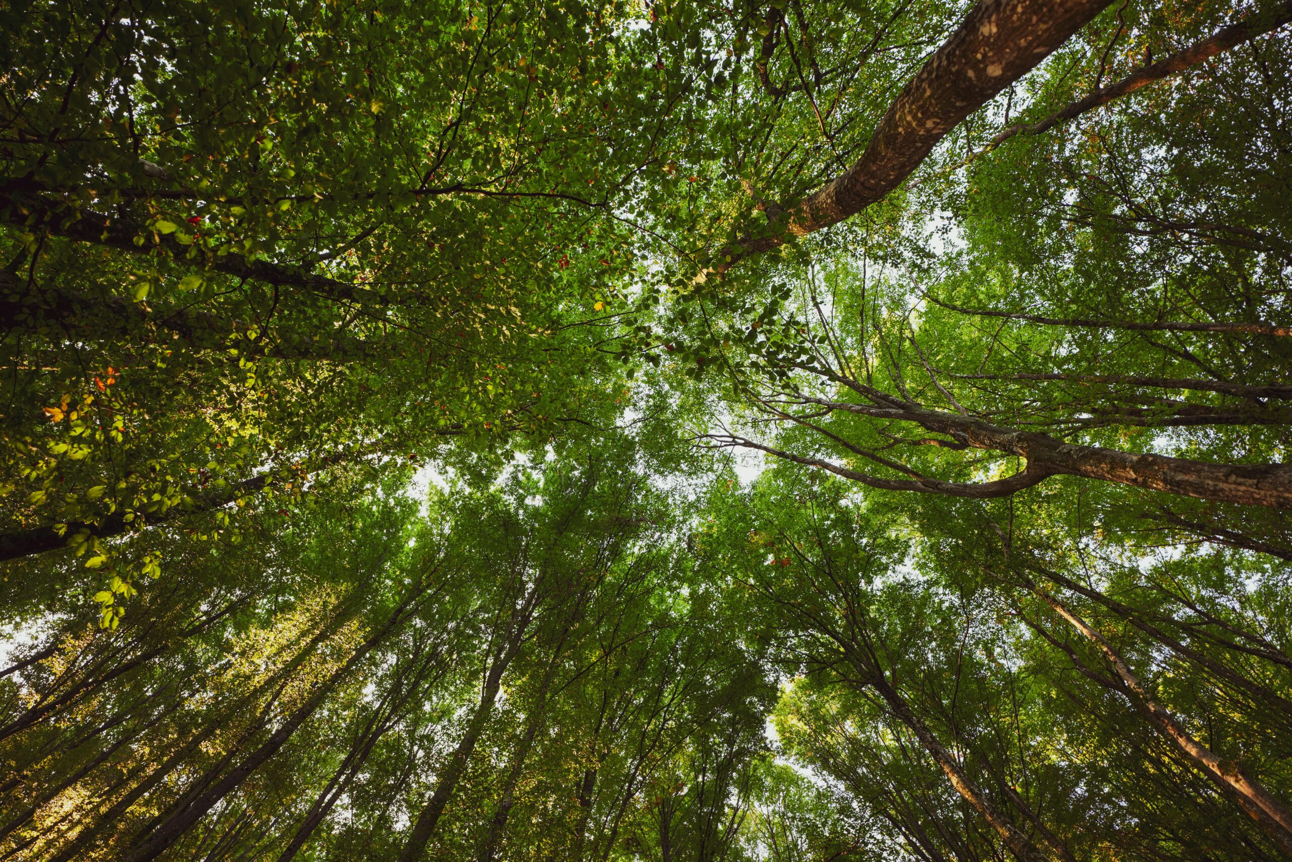 Sustainable forest management
